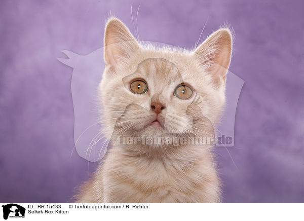 Glatthaar Selkirk Rex Ktzchen / Selkirk Rex Kitten / RR-15433