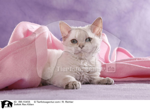 Kurzhaar Selkirk Rex Ktzchen / Selkirk Rex Kitten / RR-15455