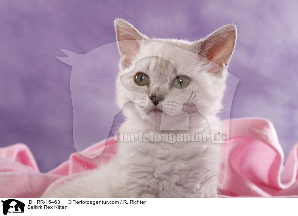 Kurzhaar Selkirk Rex Ktzchen / Selkirk Rex Kitten / RR-15463
