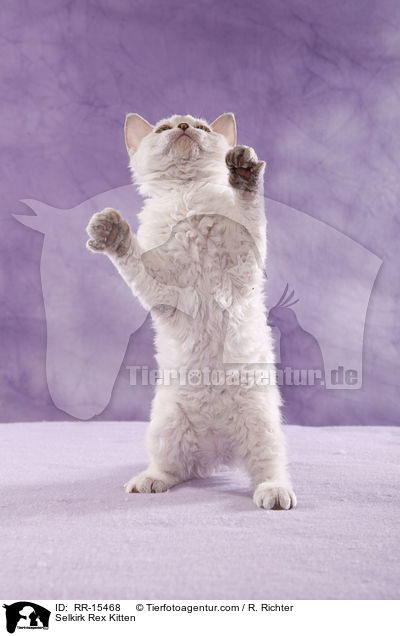Kurzhaar Selkirk Rex Ktzchen / Selkirk Rex Kitten / RR-15468