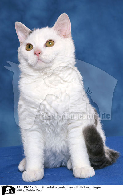 sitting Selkirk Rex / SS-11752