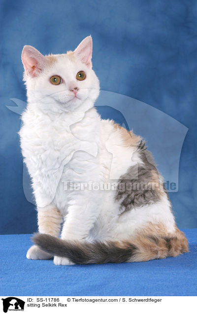 sitzende Selkirk Rex / sitting Selkirk Rex / SS-11786