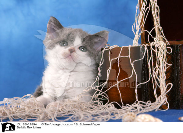 Selkirk Rex Ktzchen / Selkirk Rex kitten / SS-11894