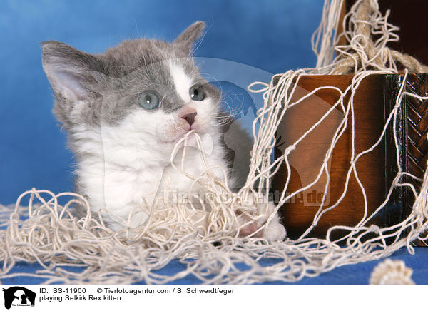 spielendes Selkirk Rex Ktzchen / playing Selkirk Rex kitten / SS-11900