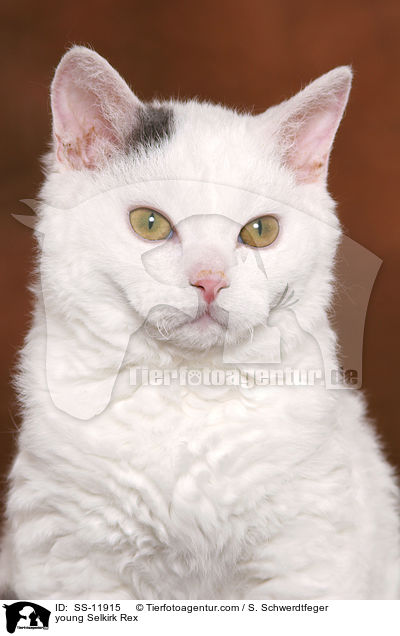 junge Selkirk Rex / young Selkirk Rex / SS-11915
