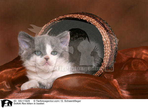 Selkirk Rex Ktzchen in Krbchen / Selkirk Rex kitten in basket / SS-11929