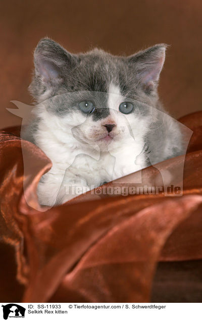 Selkirk Rex Ktzchen / Selkirk Rex kitten / SS-11933