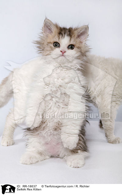 Selkirk Rex Ktzchen / Selkirk Rex Kitten / RR-18637