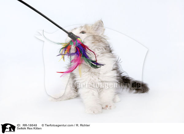 Selkirk Rex Ktzchen / Selkirk Rex Kitten / RR-18648