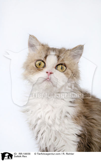 Selkirk Rex / RR-18656