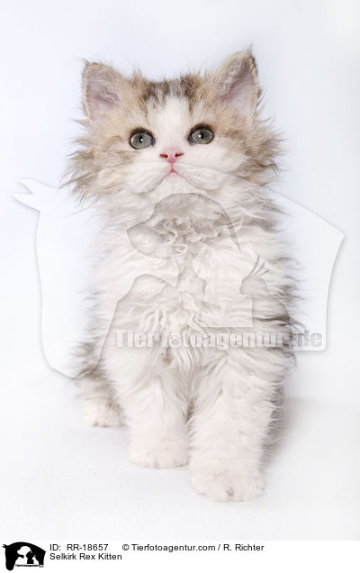 Selkirk Rex Ktzchen / Selkirk Rex Kitten / RR-18657