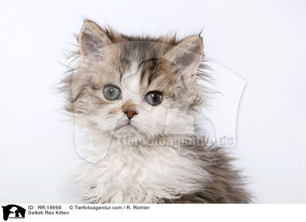 Selkirk Rex Ktzchen / Selkirk Rex Kitten / RR-18666