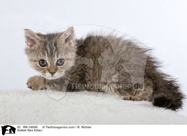 Selkirk Rex Ktzchen / Selkirk Rex Kitten / RR-18696