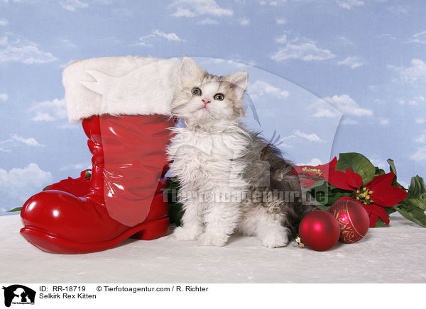 Selkirk Rex Ktzchen / Selkirk Rex Kitten / RR-18719