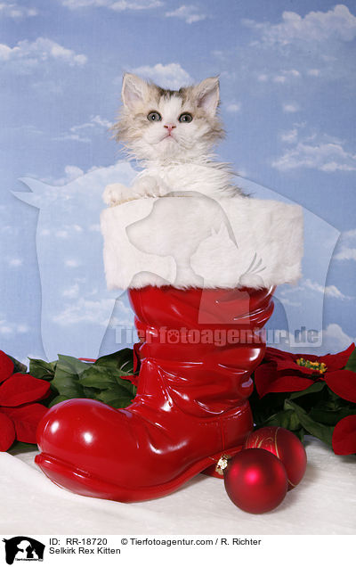 Selkirk Rex Ktzchen / Selkirk Rex Kitten / RR-18720