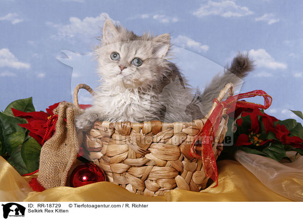 Selkirk Rex Ktzchen / Selkirk Rex Kitten / RR-18729