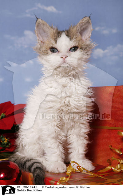 Selkirk Rex Ktzchen / Selkirk Rex Kitten / RR-18745
