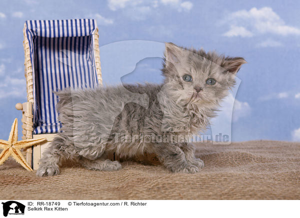 Selkirk Rex Ktzchen / Selkirk Rex Kitten / RR-18749