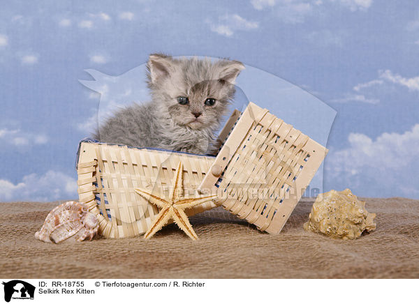 Selkirk Rex Ktzchen / Selkirk Rex Kitten / RR-18755