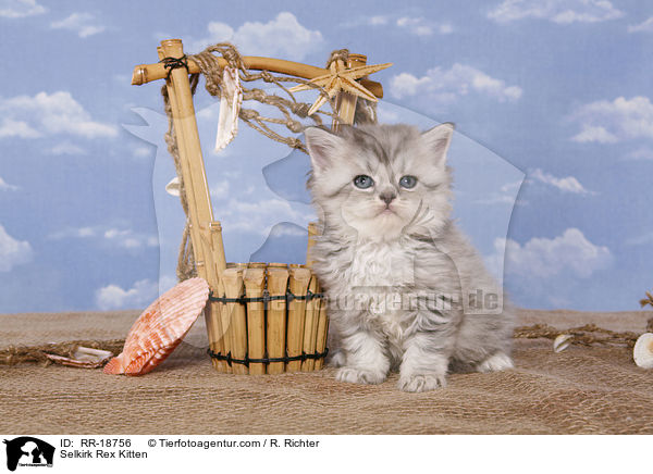 Selkirk Rex Ktzchen / Selkirk Rex Kitten / RR-18756