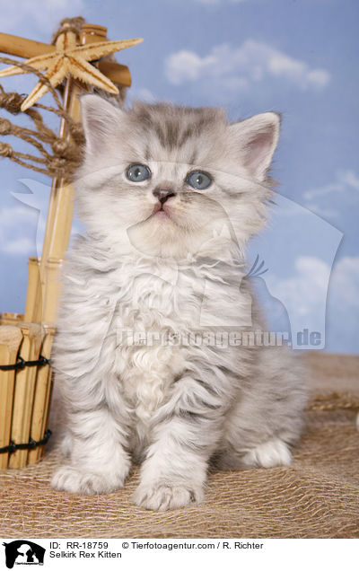 Selkirk Rex Ktzchen / Selkirk Rex Kitten / RR-18759