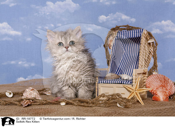 Selkirk Rex Ktzchen / Selkirk Rex Kitten / RR-18772