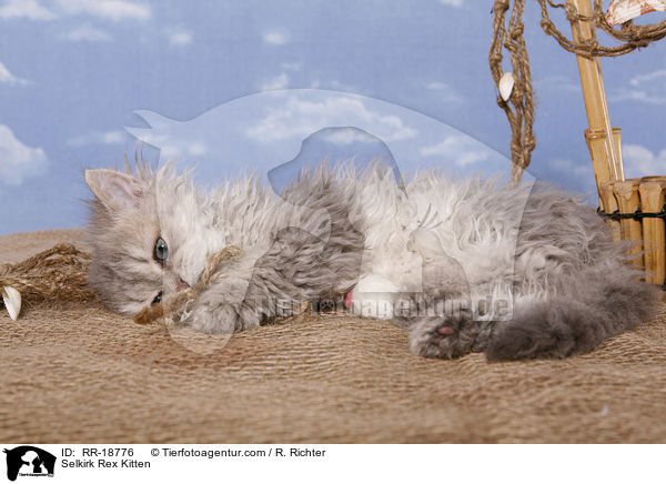 Selkirk Rex Ktzchen / Selkirk Rex Kitten / RR-18776