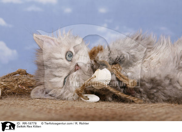 Selkirk Rex Ktzchen / Selkirk Rex Kitten / RR-18778