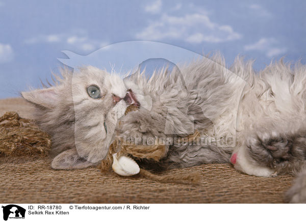 Selkirk Rex Ktzchen / Selkirk Rex Kitten / RR-18780