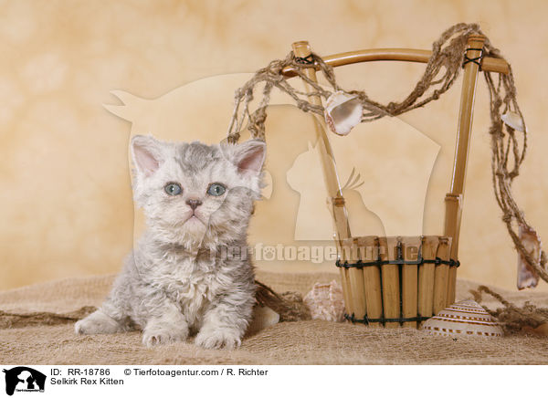 Selkirk Rex Ktzchen / Selkirk Rex Kitten / RR-18786