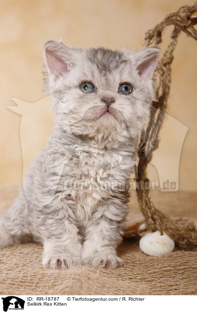 Selkirk Rex Ktzchen / Selkirk Rex Kitten / RR-18787