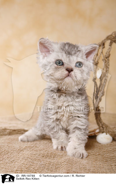 Selkirk Rex Ktzchen / Selkirk Rex Kitten / RR-18788