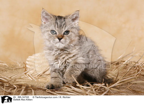 Selkirk Rex Ktzchen / Selkirk Rex Kitten / RR-18795