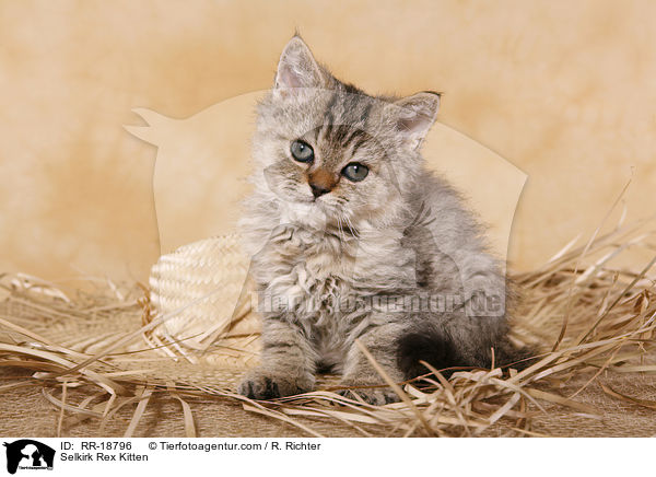 Selkirk Rex Ktzchen / Selkirk Rex Kitten / RR-18796