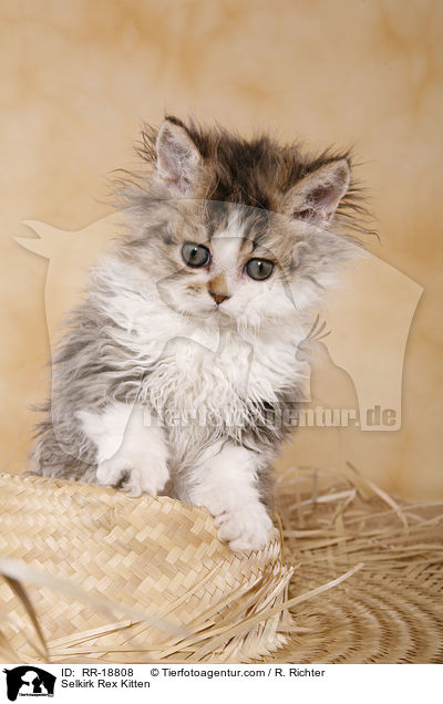 Selkirk Rex Ktzchen / Selkirk Rex Kitten / RR-18808