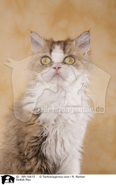 Selkirk Rex / RR-18815