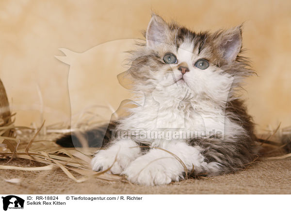 Selkirk Rex Ktzchen / Selkirk Rex Kitten / RR-18824