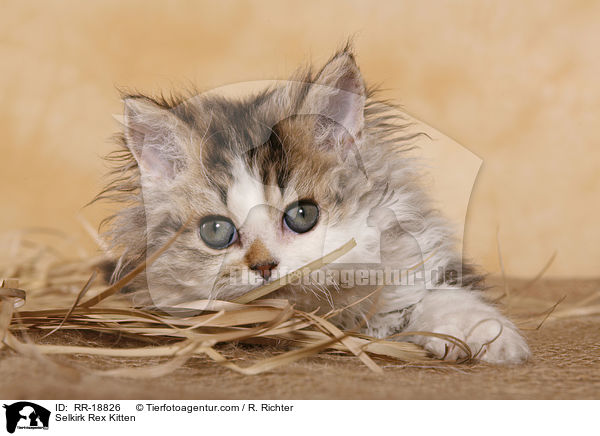 Selkirk Rex Ktzchen / Selkirk Rex Kitten / RR-18826