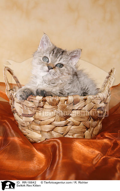 Selkirk Rex Ktzchen / Selkirk Rex Kitten / RR-18842