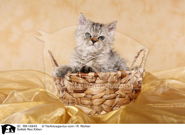 Selkirk Rex Ktzchen / Selkirk Rex Kitten / RR-18845