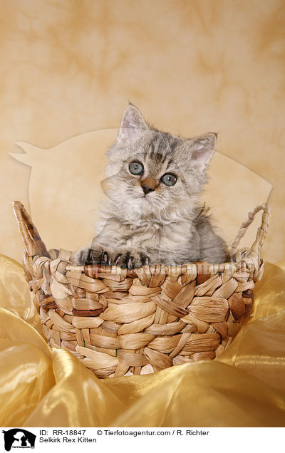 Selkirk Rex Ktzchen / Selkirk Rex Kitten / RR-18847