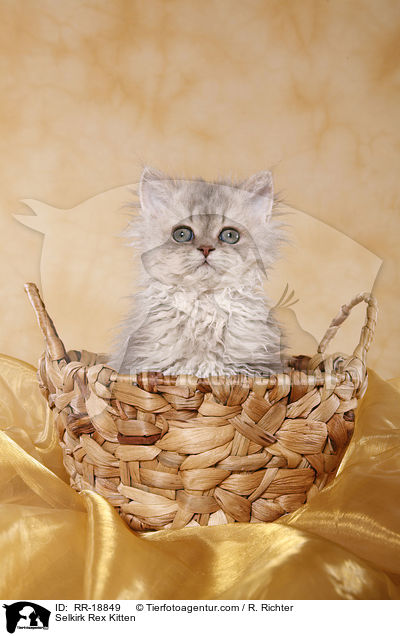 Selkirk Rex Ktzchen / Selkirk Rex Kitten / RR-18849