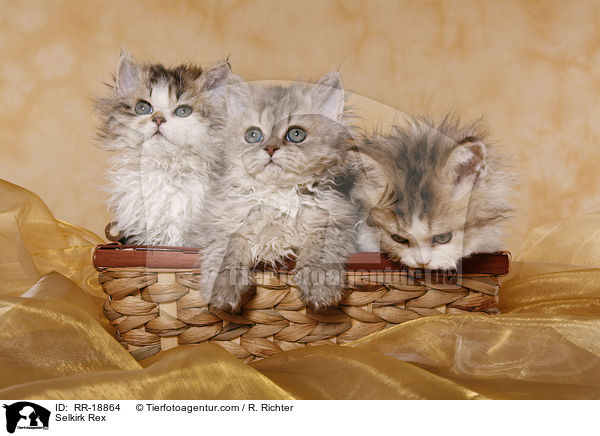 Selkirk Rex / Selkirk Rex / RR-18864