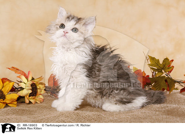 Selkirk Rex Ktzchen / Selkirk Rex Kitten / RR-18903