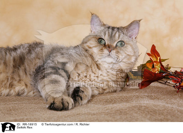 Selkirk Rex / Selkirk Rex / RR-18915