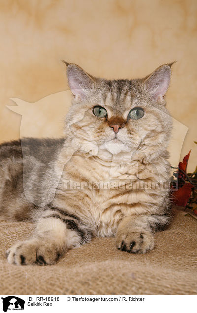 Selkirk Rex / Selkirk Rex / RR-18918