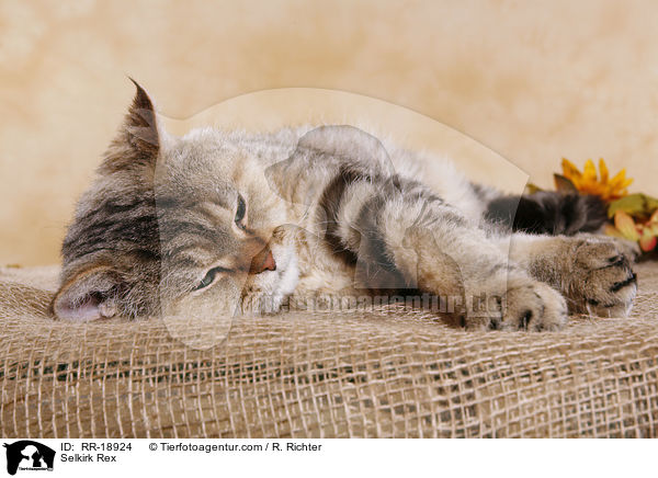 Selkirk Rex / Selkirk Rex / RR-18924