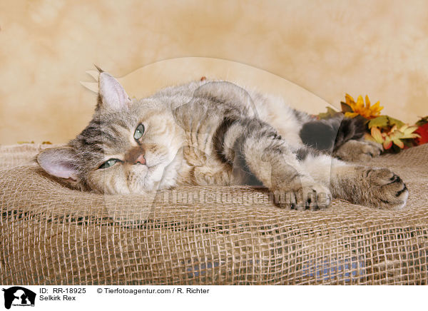 Selkirk Rex / Selkirk Rex / RR-18925