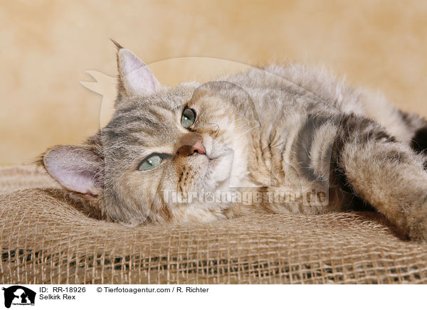 Selkirk Rex / Selkirk Rex / RR-18926