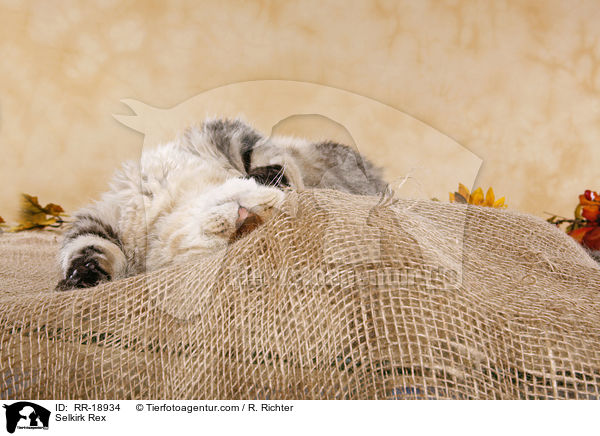 Selkirk Rex / Selkirk Rex / RR-18934